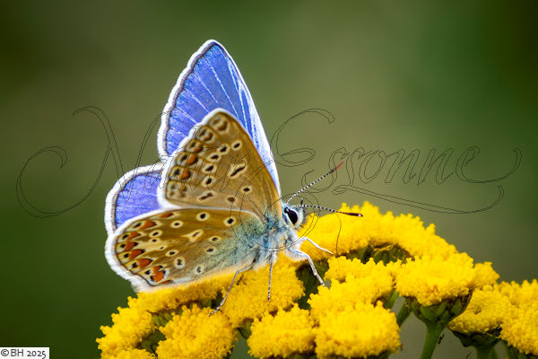Azur� bleu c�leste [Lysandra bellargus]
