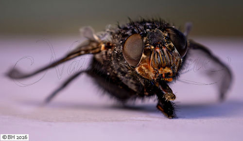 Mouche bleue [Calliphora vicina]