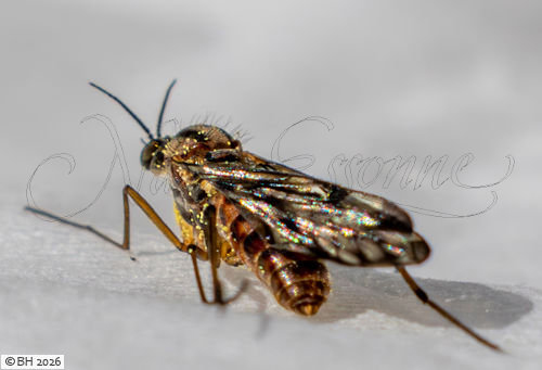 Sylvicole