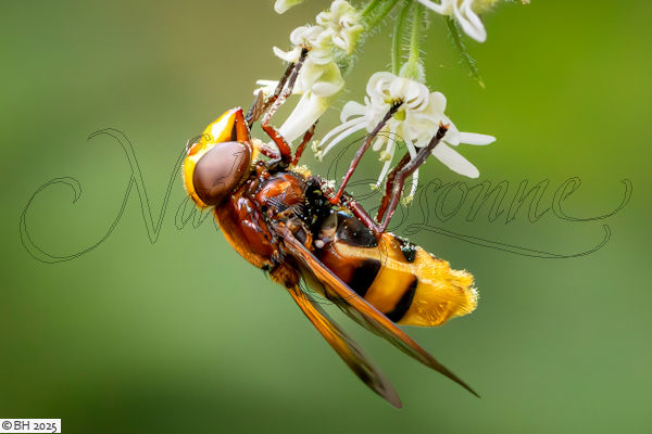 Volucelle zon�e [Volucella zonaria]
