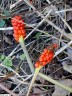 Arum d'Italie (fruits)