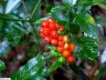 Arum tachet (fruits)