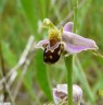 Ophrys