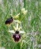 Ophrys