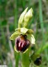 Ophrys