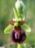 Ophrys