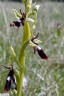 Ophrys