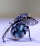 Mouche bleue