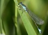 Agrion