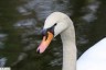 Cygne