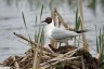 Mouette