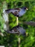 Gallinule