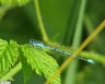 Agrion