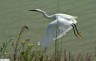 Aigrette