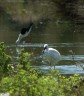 Aigrette