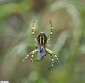 Argiope frelon (ventrale)