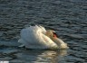 Cygne