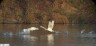 Cygne