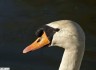 Cygne