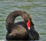 Cygne noir