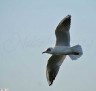 Mouette