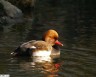 Nette rousse