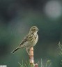 Pipit