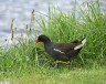 Gallinule