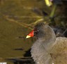 Gallinule