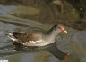 Gallinule