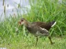 Gallinule