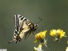 Machaon