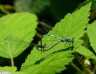 Agrion