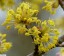 Cornouiller mle ou sanguin - fleurs [Cornus mas]