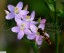 Petite centaure commune [Erythraea centaurium]