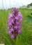 Orchis pyramidal [Anacamptis pyramidalis]