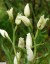 Cphalanthre de Damas [Cephalanthera damasonium]