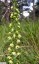 Epipactis de Mller [Epipactis muelleri]