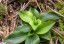 rosette de Goodyre rampante [Goodyera repens]