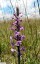 Orchis moucheron [Gymnadenia conopsea]