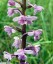 Orchis moucheron [Gymnadenia conopsea]