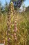 Orchis bouc [Himantoglossum hircinum]