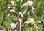Orchis bouc [Himantoglossum hircinum]