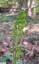 Listre  feuilles ovales [Listera ovata]