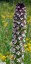 Orchis brl [Neotinea ustulata]