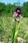 Orchis brl [Neotinea ustulata]