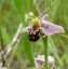 Ophrys abeille [Ophrys apifera]