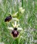 Ophrys araigne [Ophrys aranifera]