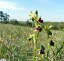 Ophrys araigne [Ophrys aranifera]