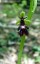 Ophrys mouche [Ophrys insectifera]